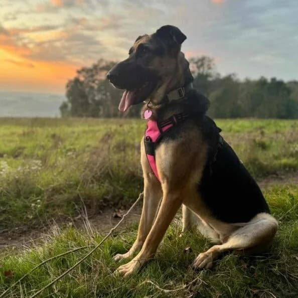 Lola, Mixed Breed (Remember Me France)