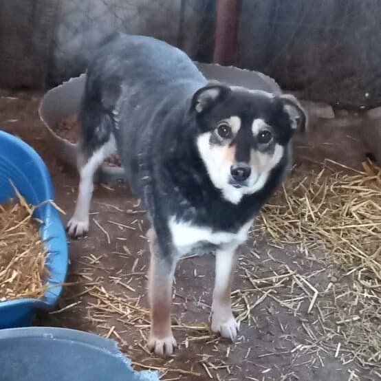 Cleopatra, Mixed Breed (Remember Me France)