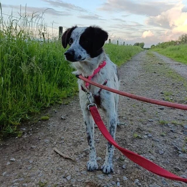 Deltyva, Mixed Breed (Remember Me France)
