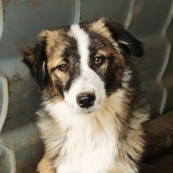 Arum, Mixed Breed (Remember Me France)