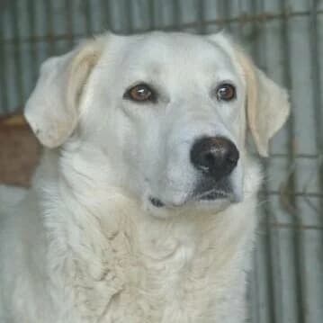 Télémaque, Mixed Breed (Remember Me France)