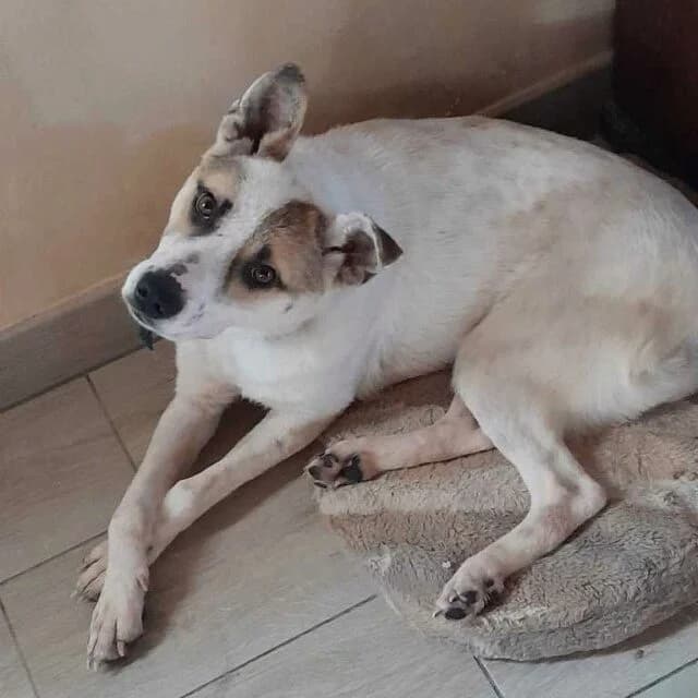 Roxine, Mixed Breed (Remember Me France)