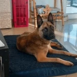 Bingo, Mixed Breed (Remember Me France)