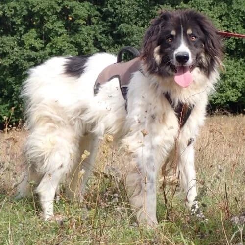 Alfred, Mixed Breed (Remember Me France)
