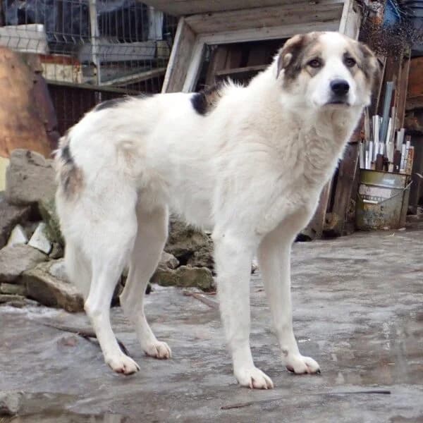 Usher, Mixed Breed (Remember Me France)