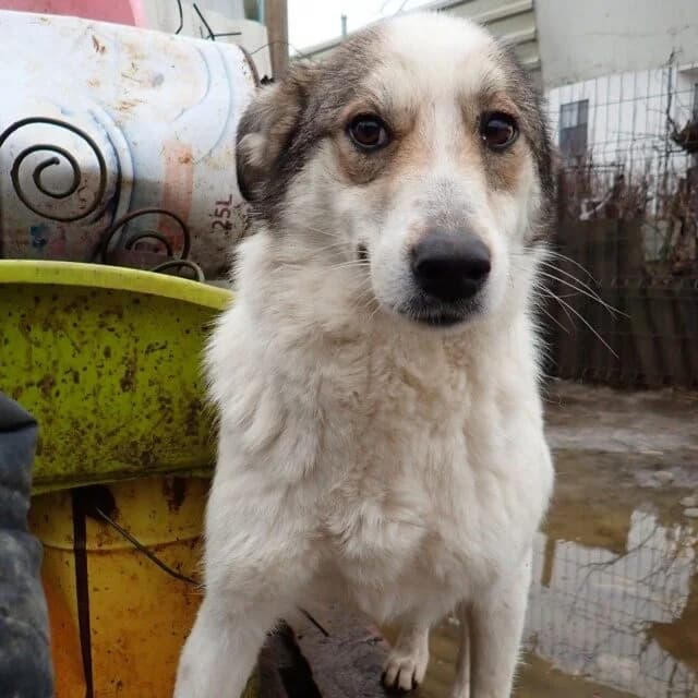 Tana, Mixed Breed (Remember Me France)