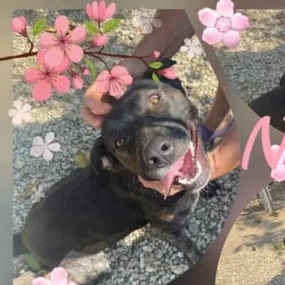 Nala, Mixed Breed (Remember Me France)