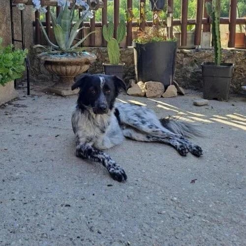 Quebec, Mixed Breed (Remember Me France)