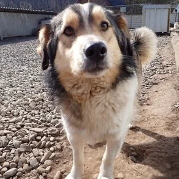 Marion, Mixed Breed (Strašecké kočičí depozitum)