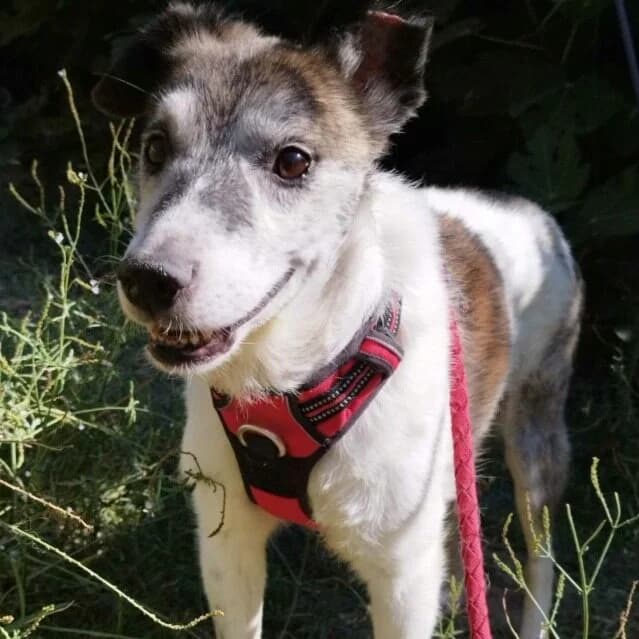 Haïduc, Mixed Breed (Remember Me France)