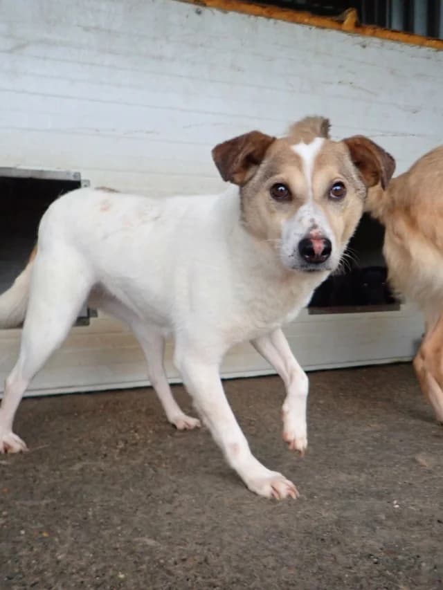 Lottie, female 5yo Mixed Breed for adoption at Remember Me France