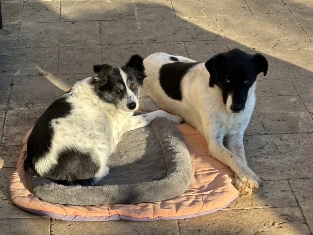 Dalmatia, female 5yo Mixed Breed for adoption at Remember Me France