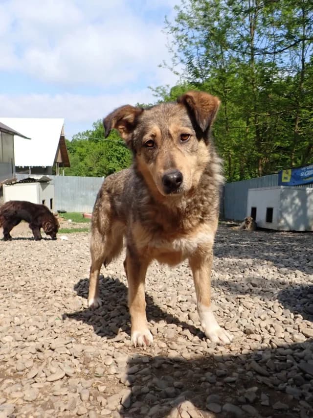 Lyric, female 6yo Mixed Breed for adoption at Remember Me France