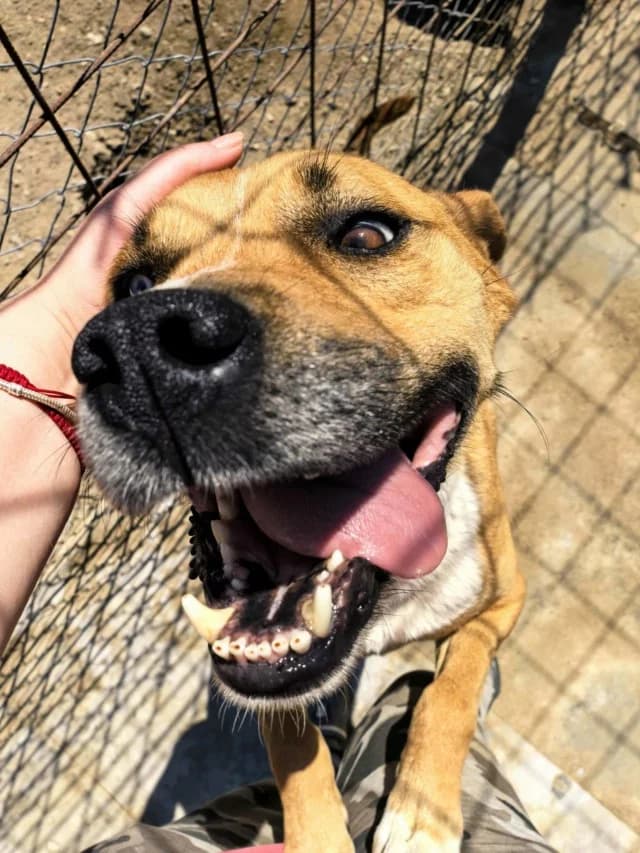 Zeus, male 7yo Mixed Breed for adoption at Remember Me France