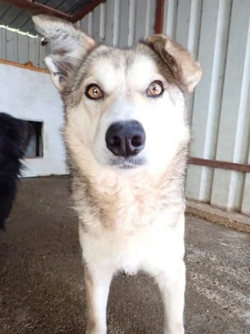 Naia, female young Mixed Breed for adoption at Remember Me France