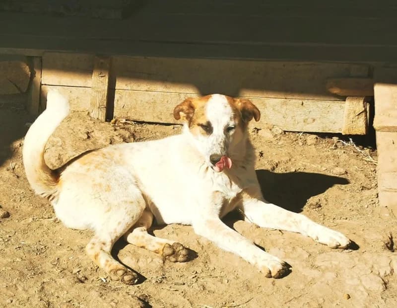 Dylan, male 4yo Mixed Breed for adoption at Remember Me France