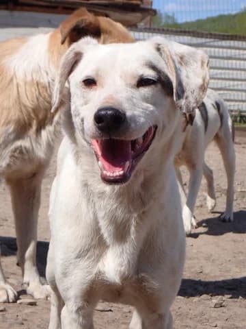 Mappy, female 4yo Mixed Breed for adoption at Remember Me France