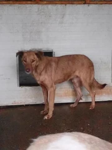 Zebra, female Mixed Breed for adoption at Remember Me France