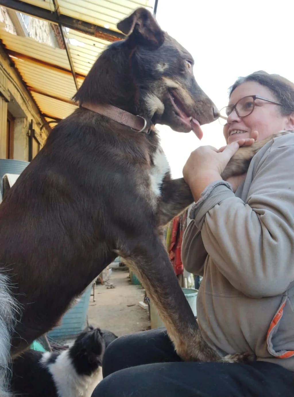 Plume, female young Mixed Breed for adoption at Remember Me France