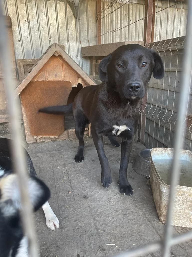 Mila, female young Mixed Breed for adoption at Remember Me France