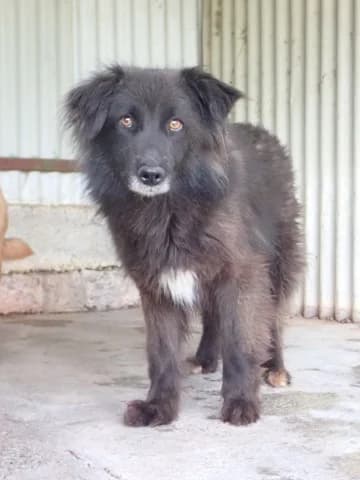 Tanya, female 6yo Mixed Breed for adoption at Remember Me France