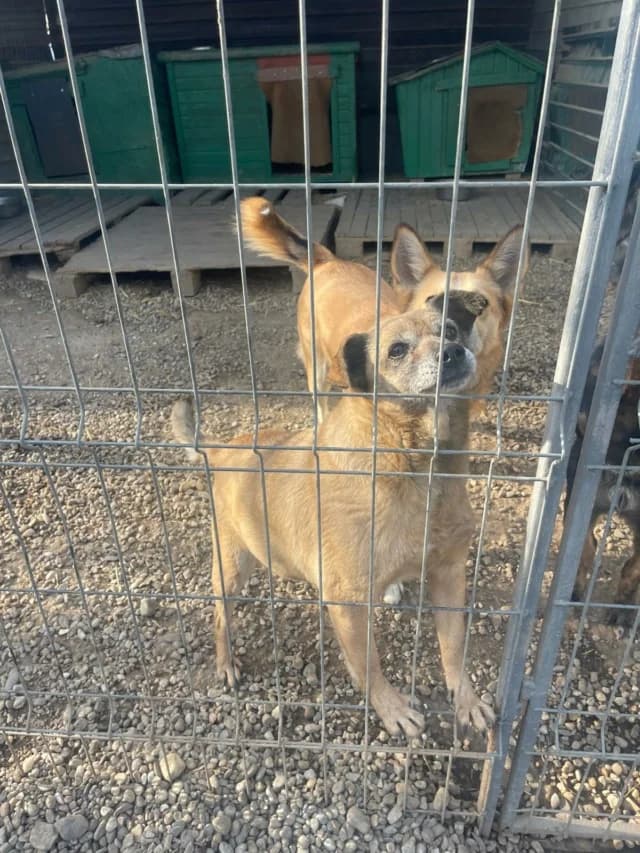 Hope, male young Mixed Breed for adoption at Remember Me France