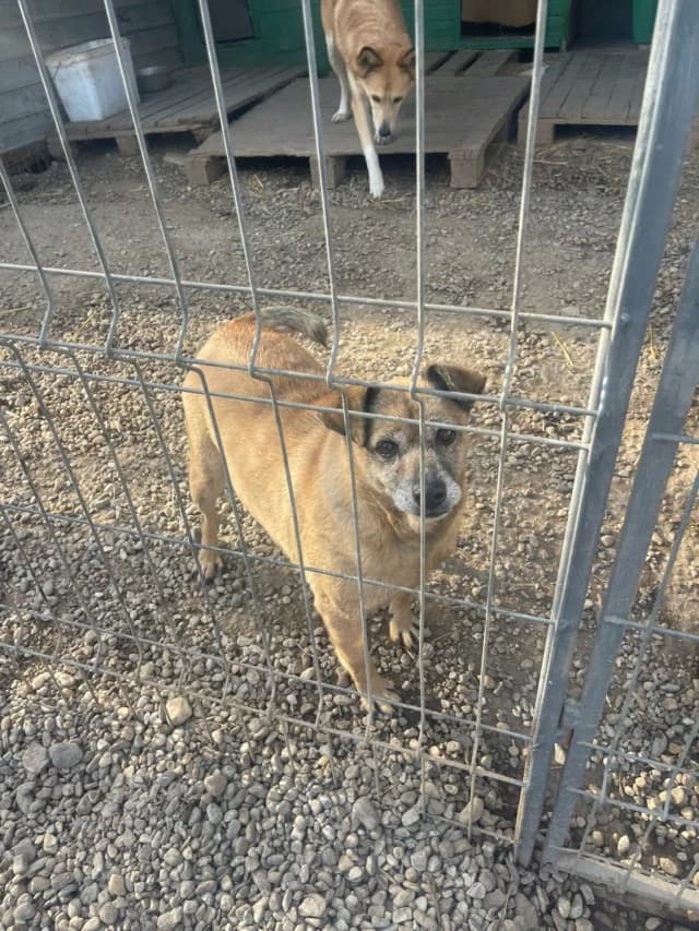 Urikane, female young Mixed Breed for adoption at Remember Me France