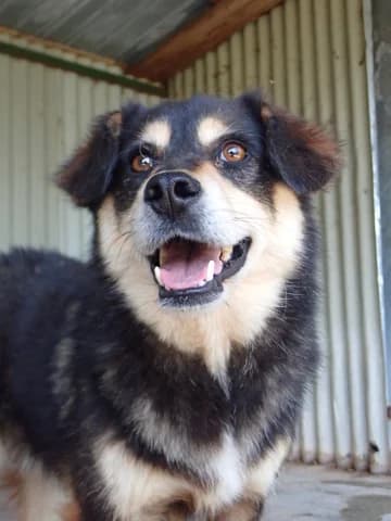 Tayzen, male 4yo Mixed Breed for adoption at Remember Me France