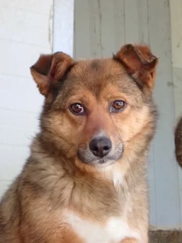 Talie, female 4yo Mixed Breed for adoption at Remember Me France
