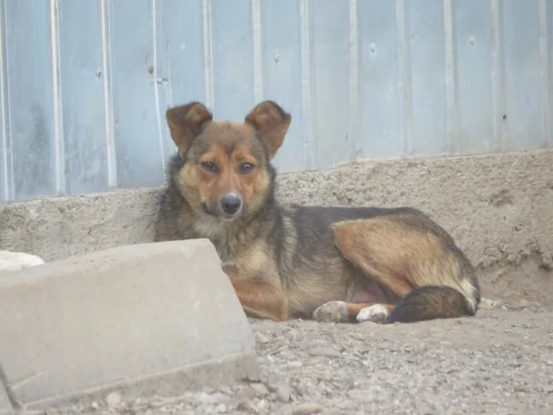 Talie, female 4yo Mixed Breed for adoption at Remember Me France