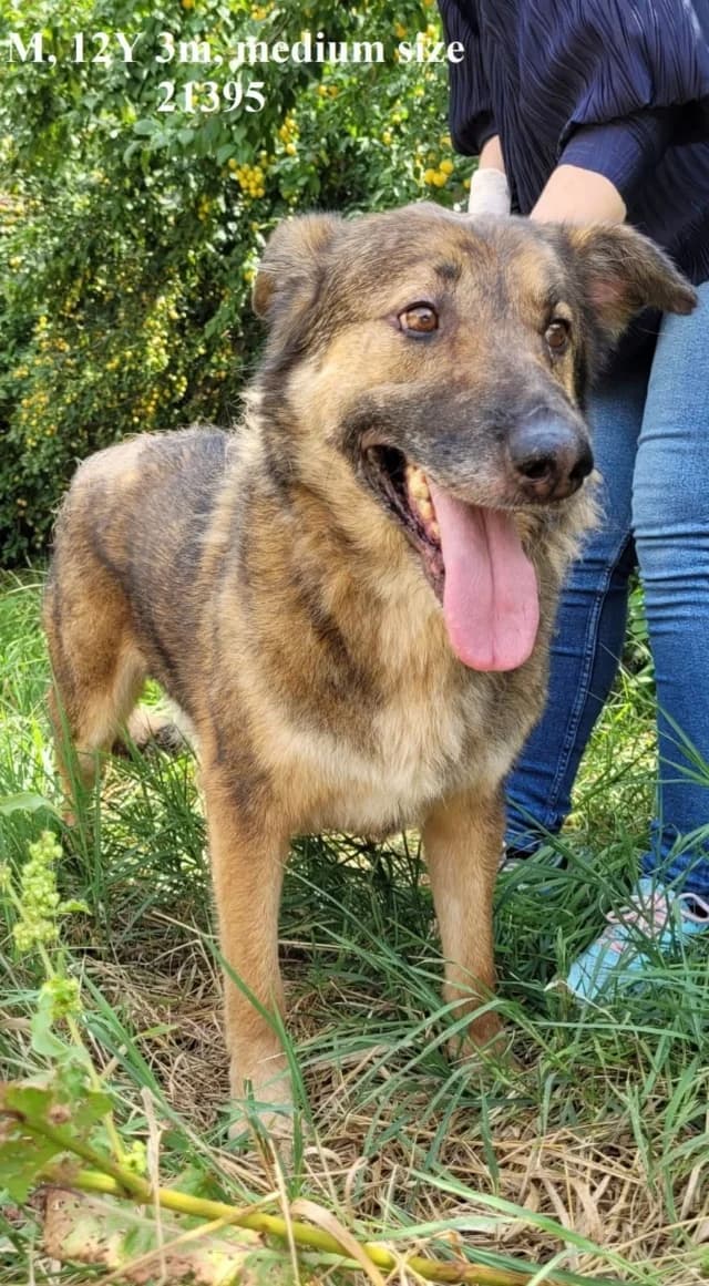 Lincoln, male senior Mixed Breed for adoption at Remember Me France