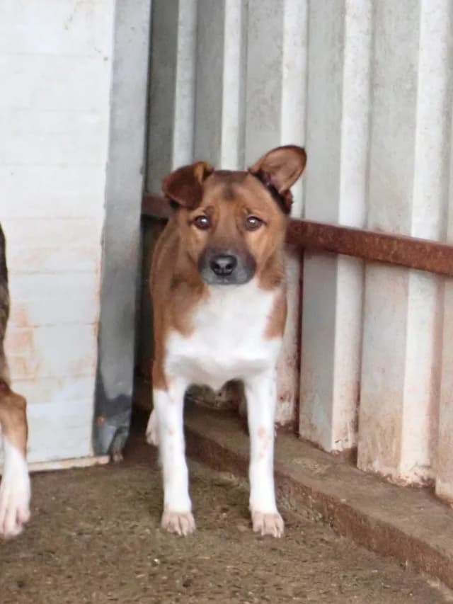 Chipiron, male 6yo Mixed Breed for adoption at Remember Me France