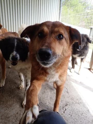 Gamin, male 4yo Mixed Breed for adoption at Remember Me France