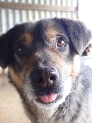 Douchka, female senior Mixed Breed for adoption at Remember Me France