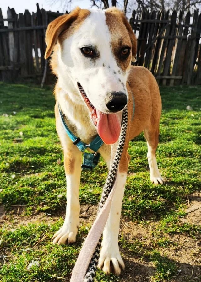 Blunote, female 4yo Mixed Breed for adoption at Remember Me France
