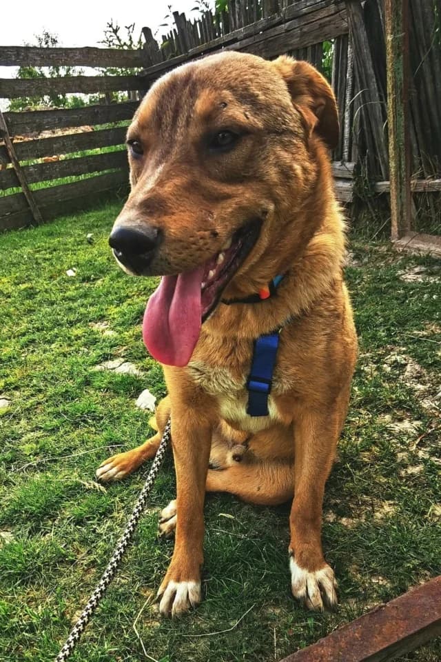 Beni, male 4yo Mixed Breed for adoption at Remember Me France