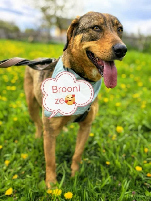 Broonize, female puppy Mixed Breed for adoption at Remember Me France