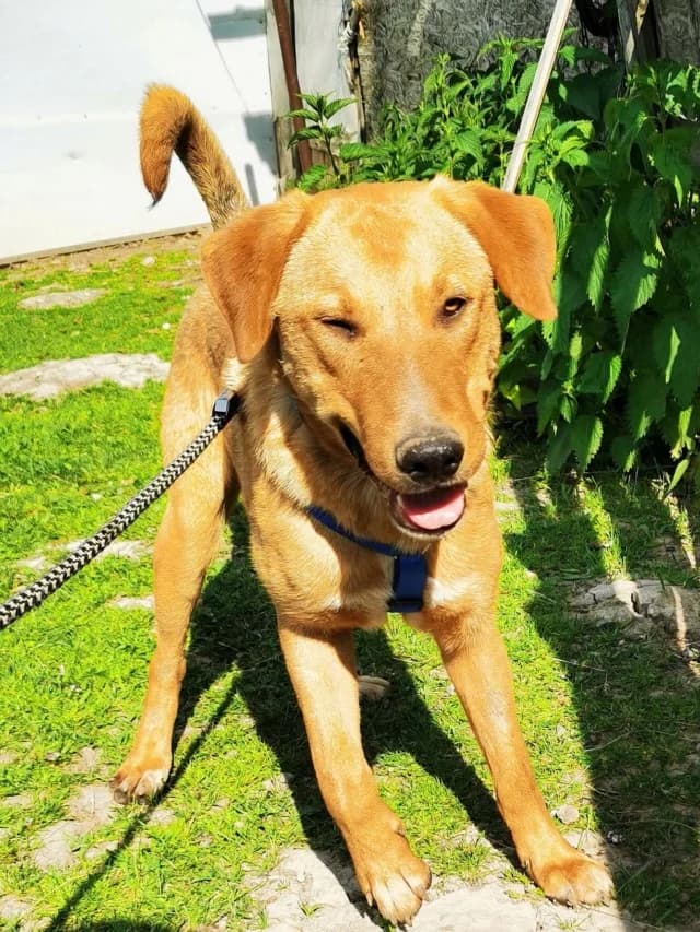Brando, male 4yo Mixed Breed for adoption at Remember Me France
