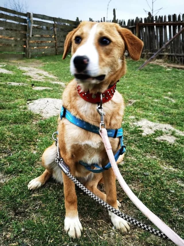 Casie, female 4yo Mixed Breed for adoption at Remember Me France
