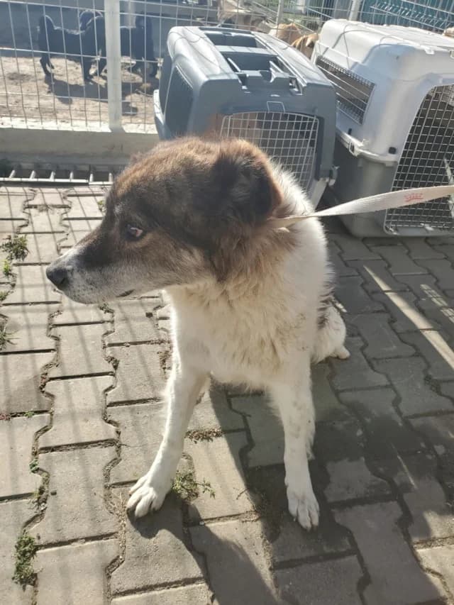 Kafka, male senior Mixed Breed for adoption at Remember Me France