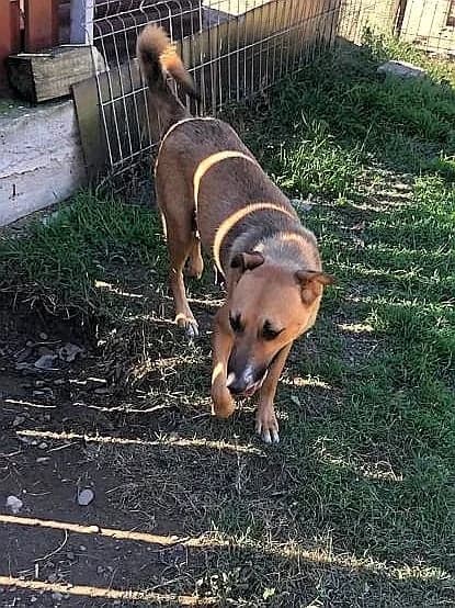 Chuppa, female 6yo Mixed Breed for adoption at Remember Me France