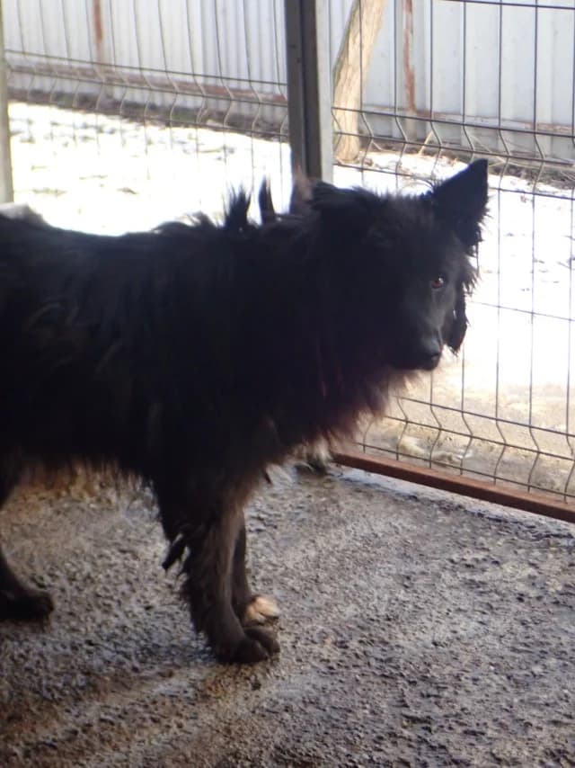 Eowyn, male 6yo Mixed Breed for adoption at Remember Me France