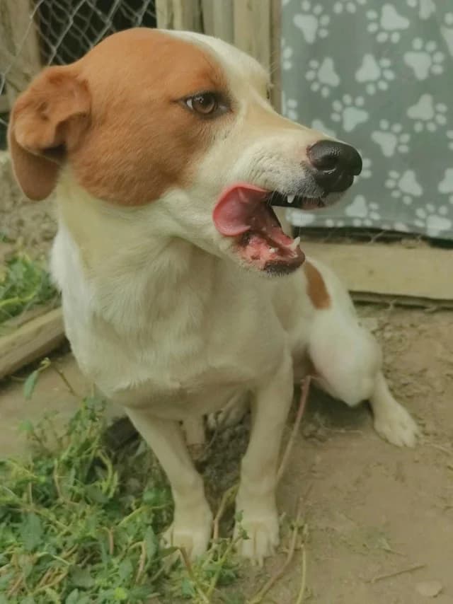 Smartie, Mixed Breed (Remember Me France)