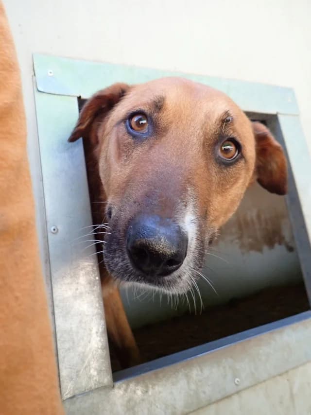 Alodia, female senior Mixed Breed for adoption at Remember Me France