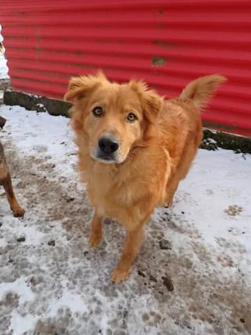Kingston, male 6yo Mixed Breed for adoption at Remember Me France