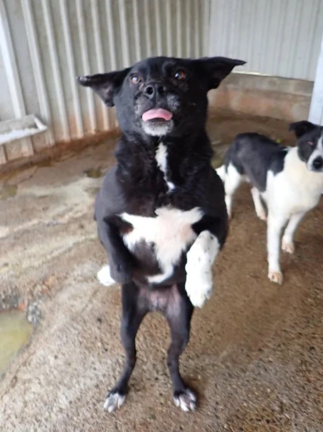 Lusitania, female 3yo Mixed Breed for adoption at Remember Me France