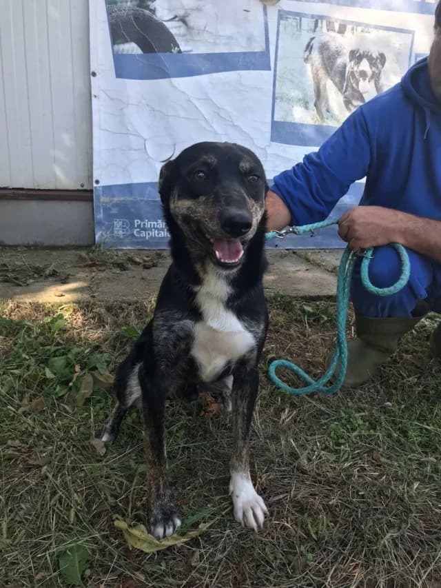 Hoody, male 6yo Mixed Breed for adoption at Remember Me France
