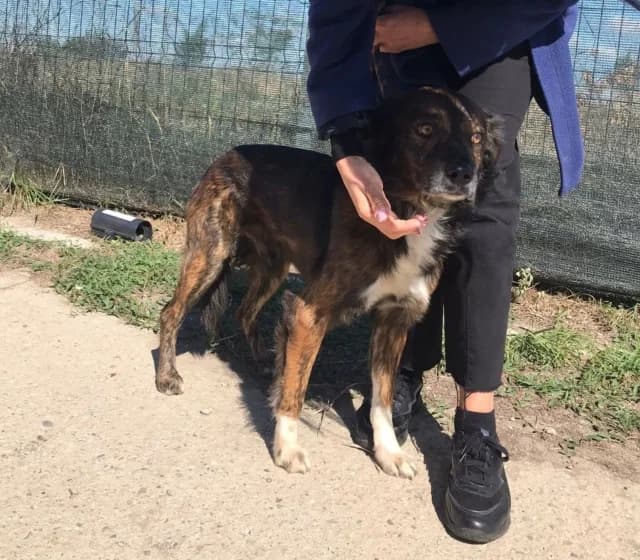 Hilton, male senior Mixed Breed for adoption at Remember Me France