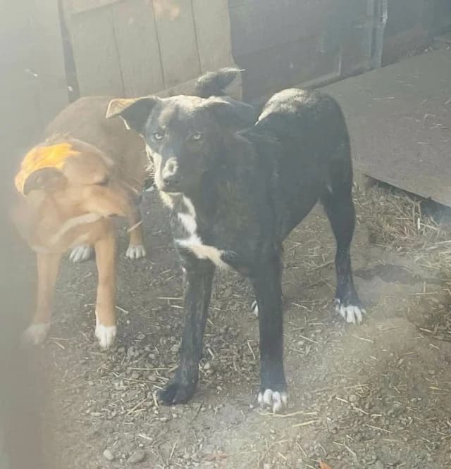 Zora, female 4yo Mixed Breed for adoption at Remember Me France