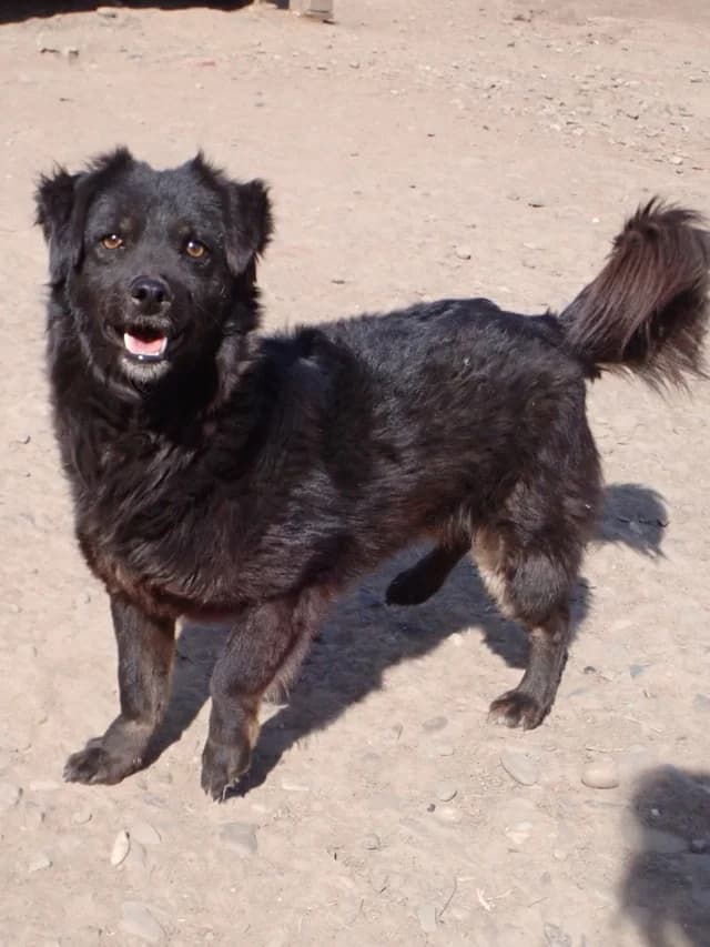Mamour, male 4yo Mixed Breed for adoption at Remember Me France